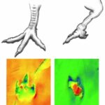Una investigación halla en Cuenca fósiles de un dinosaurio que se movía con un pie deforme