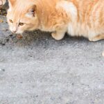 El Ayuntamiento de Manzanares pone en marcha una campaña de esterilización felina