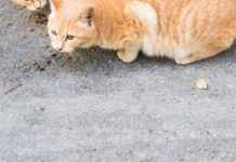 El Ayuntamiento de Manzanares pone en marcha una campaña de esterilización felina