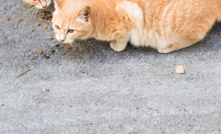 Denuncian disparos con perdigones a gatos callejeros de Cuenca
