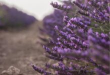 Agricultores empiezan a arrancar sus plantaciones de lavanda por falta de rentabilidad