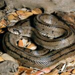 Liberada una culebra de escalera en Cuenca tras ser encontrada en los bajos de un vehículo