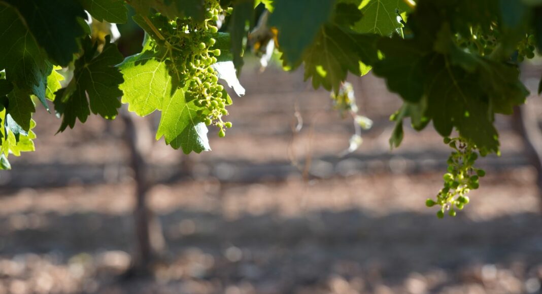 viñedo, uvas