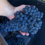 ASAJA denuncia los contratos de compra de uva con cláusulas abusivas y de posición de dominio