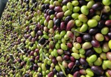 Agricultores de C-LM piden facilidades para contratar mano de obra extranjera para la campaña de la aceituna