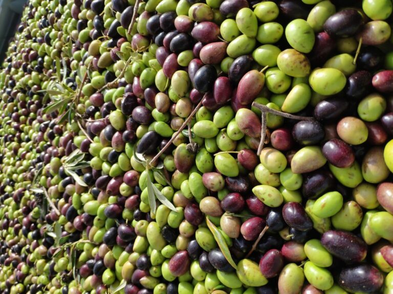 La superficie de olivar en C-LM ya supera en extensión a la de viñedo
