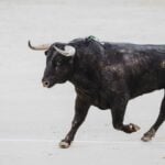 Un hombre resulta herido por asta de toro en los encierros de Torrejoncillo del Rey