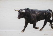Se busca un toro perdido desde hace cinco días por la zona de Brihuega