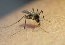 Un estudio revela que el mosquito tigre está presente en algunos municipios de Castilla-La Mancha
