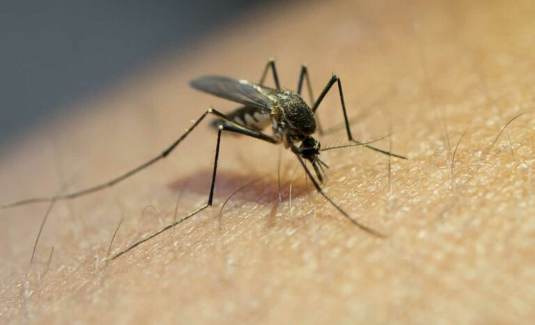 Un estudio revela que el mosquito tigre está presente en algunos municipios de Castilla-La Mancha
