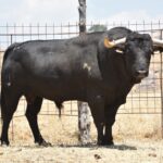 Herido un hombre de 70 años en Landete tras ser embestido por un toro en la plaza del municipio