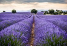 Ayudas de hasta 155 euros por hectárea para plantas aromáticas de C-LM