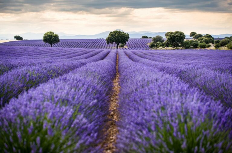 Ayudas de hasta 155 euros por hectárea para plantas aromáticas de C-LM