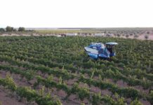Estiman una vendimia en Castilla-La Mancha un 33 por ciento superior a la pasada cosecha