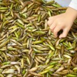 Una biorefinería de insectos se instalará en un pueblo de Castilla-La Mancha en pocos meses