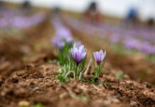 C-LM otorgará más puntos a los jóvenes que se incorporen al cultivo de azafrán