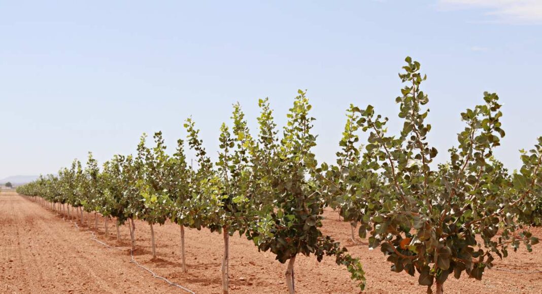 Cultivo de pistachos en La Mancha