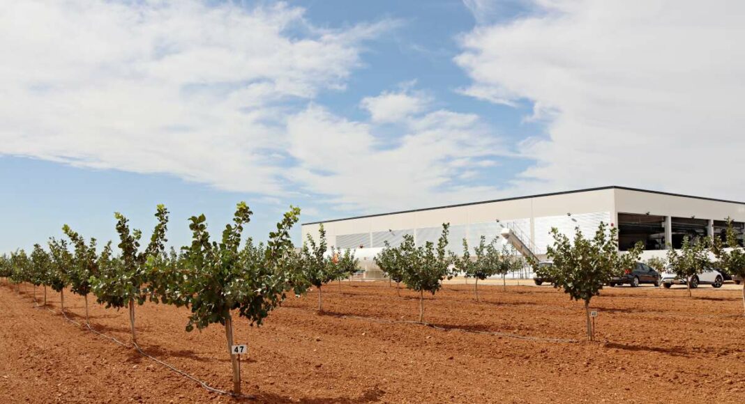 Planta de Iberopistacho en Argamasilla de Alba