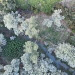 Tres detenidos tras desmantelar una plantación con 5.000 plantas de marihuana en Cuenca