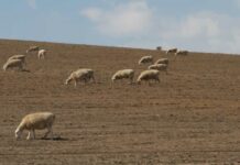 Los estercoleros en CLM tendrán que estar a más de 2.000 metros de poblaciones