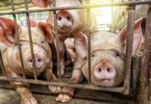 Advierten de que los cerdos pueden crecer un 19 % en C-LM tras la moratoria de las macrogranjas
