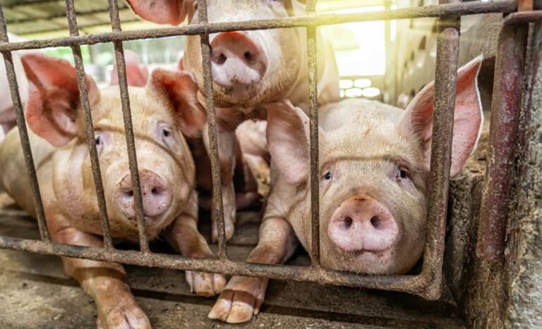 C-LM revisa los protocolos para prevenir, vigilar y aplicar medidas frente a la peste porcina