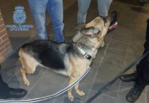 Acusada de abandonar a 3 perros que llevaban más de una semana solos en una casa de Toledo