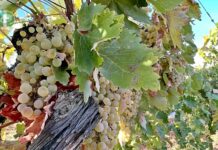 Castilla-La Mancha celebra el Día de la Variedad Airén para poner en valor su uva más emblemática