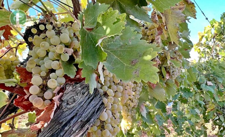 Castilla-La Mancha celebra el Día de la Variedad Airén para poner en valor su uva más emblemática
