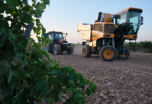 C-LM no prevé «una gran vendimia» este año pero será mayor de lo esperado gracias a las lluvias de mayo