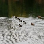 Se busca financiación para excavar un yacimiento arqueológico en las Lagunas de Ruidera