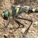 Una libélula en peligro de extinción, de las más amenazadas de Europa, descubierta en un municipio de Cuenca