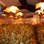 Escondía más de 600 plantas de marihuana en un cultivo en Cuenca