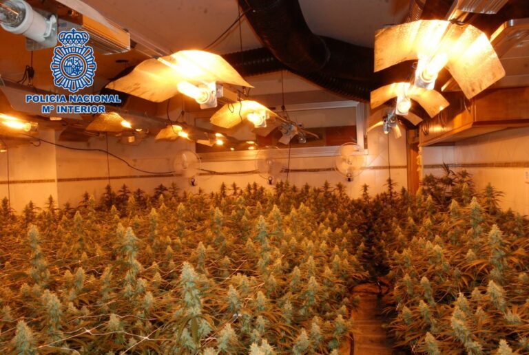 Escondía más de 600 plantas de marihuana en un cultivo en Cuenca