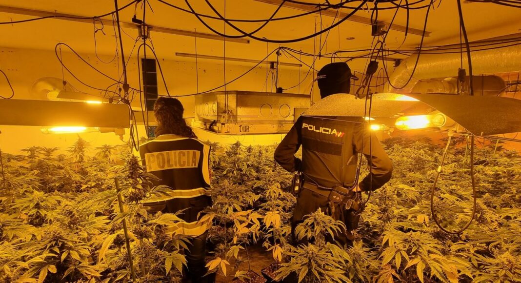 Marihuana en Galápagos