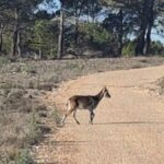 Nuevos senderistas en el «Cerro de las Antenas» de Cuenca: una familia de cabras montesas
