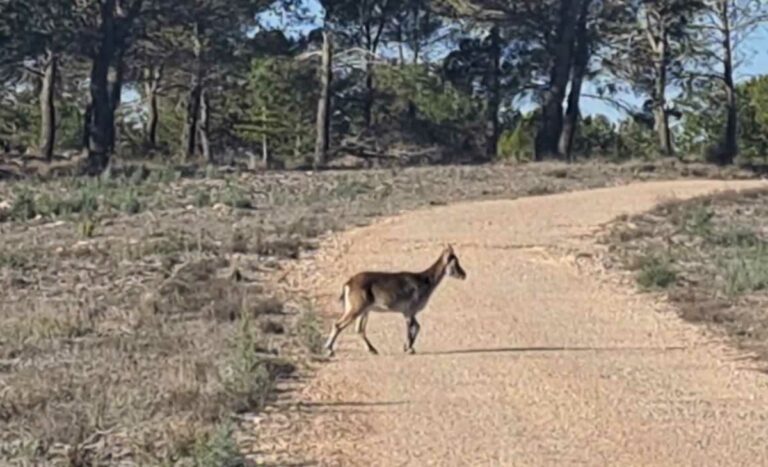 Nuevos senderistas en el «Cerro de las Antenas» de Cuenca: una familia de cabras montesas