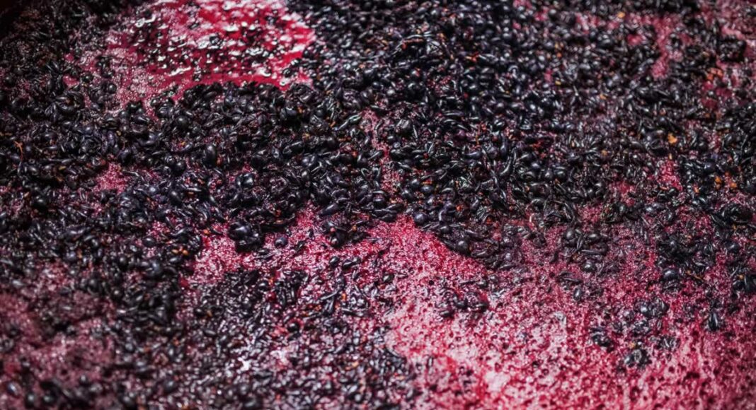 Uvas tintas fermentando