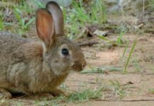 UPA CLM pide adaptar la PAC en zonas críticas contra la sobrepoblación de conejos