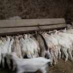Asaja Cuenca alerta sobre la viruela ovina y caprina y reclama que no se están acotando las zonas afectadas