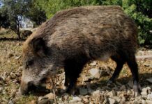 Dos años más de prohibición de movimientos de jabalíes por la peste porcina africana