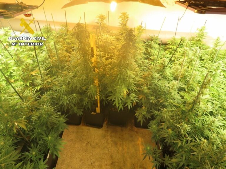 Detenido un vecino de Isso, pedanía de Hellín, que tenía 590 plantas de marihuana en una vivienda
