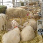 Asaja pide ayudas directas a los ganaderos afectados por la Enfermedad Hemorrágica Epizoótica