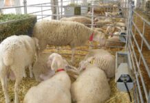 C-LM confirma la llegada del serotipo 3 de la lengua azul de ovino con presencia en la comarca de Oropesa