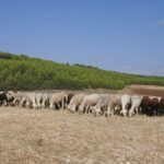 Asaja alerta de consecuencias «muy negativas» por el brote de viruela ovina en Cuenca