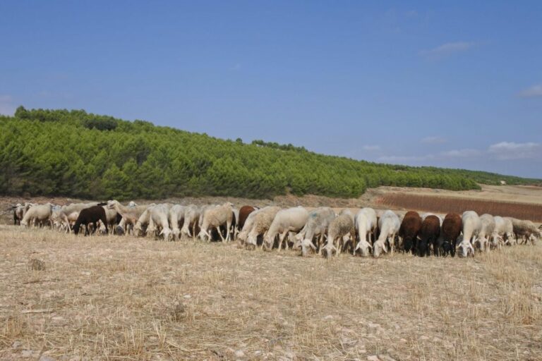 Asaja alerta de consecuencias «muy negativas» por el brote de viruela ovina en Cuenca