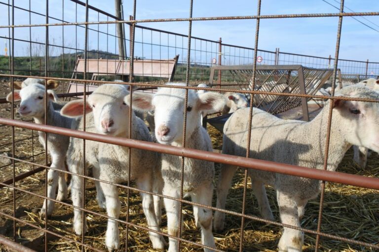 Asaja cree que la inmovilización del ganado ovino será «complicada» porque las estructuras no están preparadas Asaja cree que la inmovilización del ganado ovino será «complicada» porque las estructuras no están preparadas