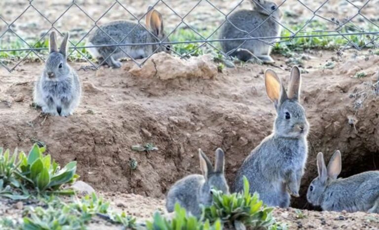 La Junta afirma que se han capturado más de 577.000 conejos en C-LM desde enero