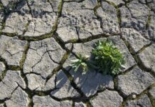 C-LM eleva a 56 millones las ayudas del ‘Plan Sequía’ y pasa a destinar 40 a explotaciones familiares