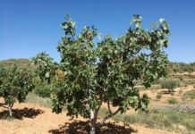 C-LM trabaja para que las ayudas a cultivos leñosos afectados por la sequía puedan pedirse en junio